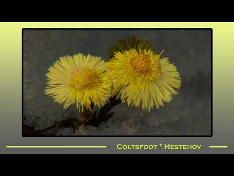 , title : 'Coltsfoot Hestehov'
