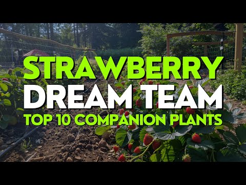 Strawberry Dream Team: 10 Best Companion Plants for Juicy Harvests