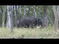 Mudumalai Forest Surounding Travel Videos