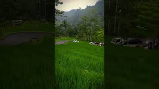 Download lagu Story wa lagu sunda jalir janji mp3