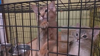 チョーかわいい子猫飼います(ソマリ)