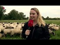 Schaapskudde Almere bijzonder populair op Facebook