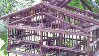 Download lagu Jebak Merbah Lekir mp3