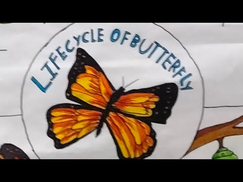 Amazing Life Cycle of a Butterfly 🦋 | Frto Butte Caterpillar toto butterfly 