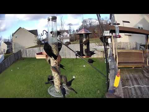 Birds swarming the feeder circling as swarm