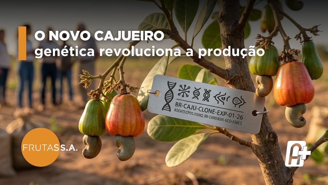 Cajucultura: O novo clone da Embrapa com Dheyne Silva Melo | Frutas S/A