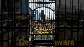 Download lagu cendet gacor full isian lovebird mp3