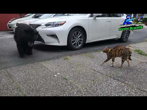 Tigger the cat scares off a black bear in North Vancouver