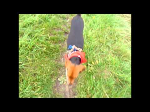 Inca is the boss . . she thinks.