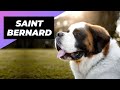 Saint Bernard 🐶 One Of The Laziest Dog Breeds In The World #shorts