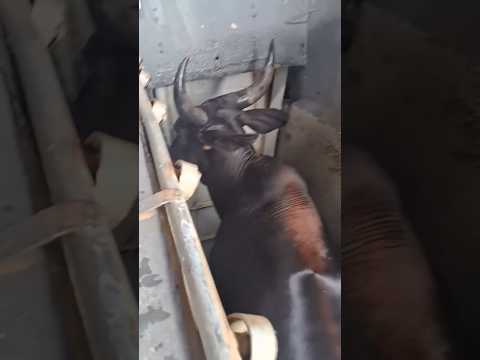 vida no sertão #vaquejada #sertão #vidanocampo #vaqueiro #nordeste #sitiodoquinto #pecuaria #bahia