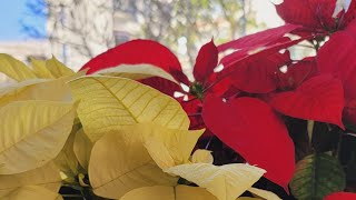 Download lagu ramdam  nyo ba mp3