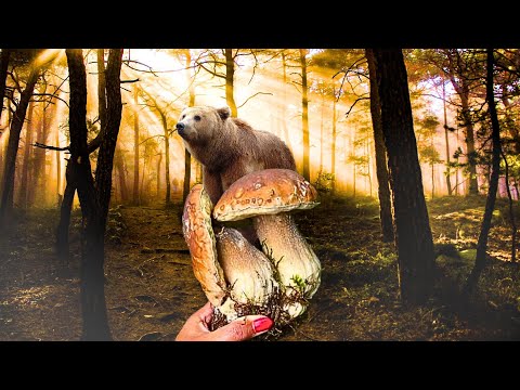 MUSHROOM FORAGING!!! GIANT FUNGHI PORCINI! Boletus edulis. Big Mushrooms