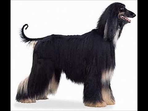 Afghan Hound