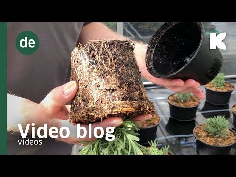 GreenFibre® – Wasserführung und Abtrocknung (DE)