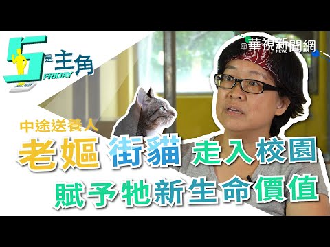 【5是主角】街貓不等於流浪貓 「老嫗」為牠們付出全部