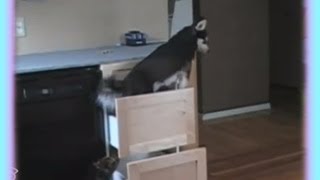 Smart Dog Climbs Kitchen Drawers to get Treats!