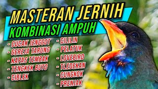 Download lagu Masteran Semua Ocehan Paket Komplit |Masteran Yg Disukai Juri | Murai, Kacer, Cucak Ijo, Sulgun Dll mp3 Download lagu Masteran Semua Ocehan Paket Komplit |Masteran Yg Disukai Juri | Murai, Kacer, Cucak Ijo, Sulgun Dll mp3