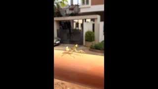 Dancing Mantis