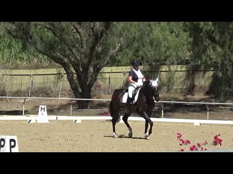 SOLD Franziskaner (Willi) - Franziskus x Dimaggio, 6 years, 17.1,  1-1 Won With 70%, Sept 2021