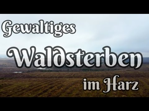 Das Waldsterben im Nationalpark Harz | Klima-Katastrophe in Deutschland Klimawandel