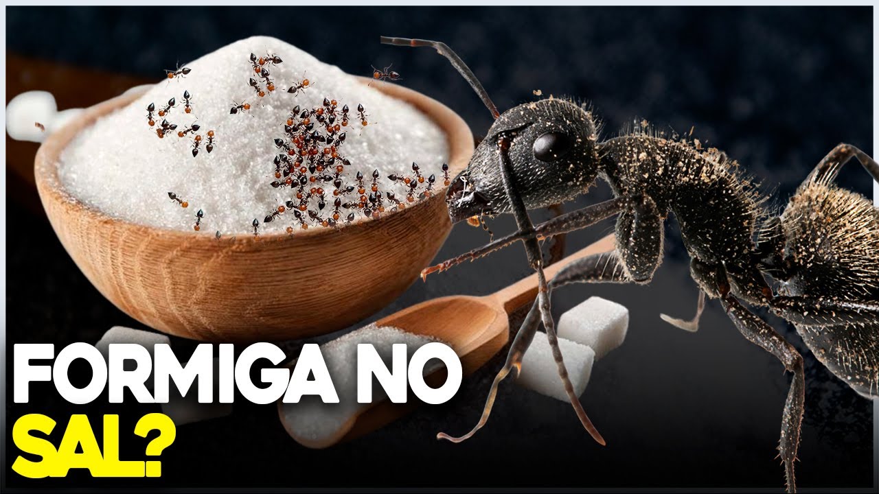 FORMIGAS NO SAL, O QUE SIGNIFICA?