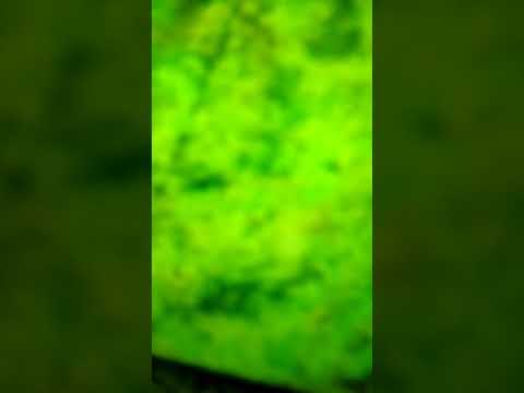 Mega concerte de la Jimmy 65-0990-5 in defileul Crișului Repede. 01.05.2017.