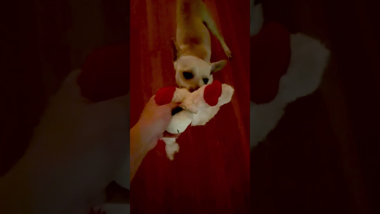 Enlarge Freddy, a ADOPTABLE mixed breed in Southport, CT video 6/6