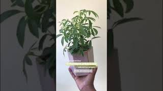 How to Care for A Umbrella Plant | Schefflera Plant Tips, Easiest House Plant, Great For Office