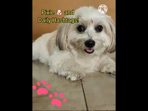 Cute Dog Daily Life in Hashtags !🐶🐾#shorts #dailylife #dog #funnydogs #funnyvideo