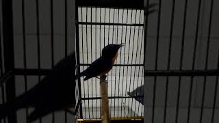 Download lagu tledekan bakau gacor nyeklek gk ada obat mp3 Download lagu tledekan bakau gacor nyeklek gk ada obat mp3