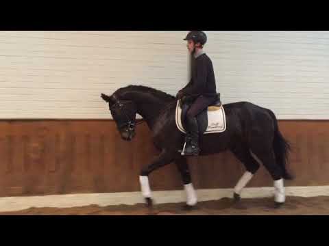 Dressurpferd 4 jähriger Wallach von Stoiber