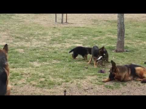 von der otto german shepherds