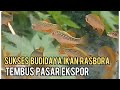 Analisis Usaha Ikan Hias Lasbora Galaxi