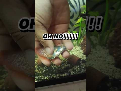 I MADE A MISTAKE 😭 #aquarium #diy #fish #feed #nanofish #relaxing #gourami #filter #trending