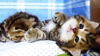We are Peter and Pavel : funny brothers - kittens
