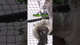 Download lagu 야구 연습장에 갇힌 붉은꼬리매를 구출하는 순간 🦅 #구조 #매 #실제상황 mp3