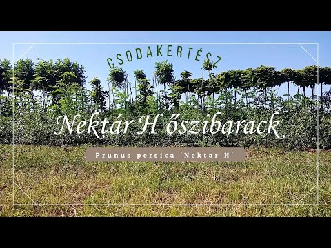 Csodakertész - Nektár H őszibarack