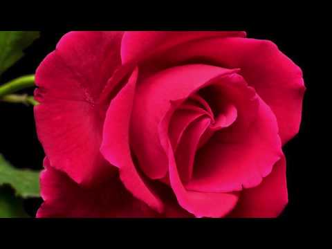 Ernie Kucera (Czech band) - Grown Rose Waltz