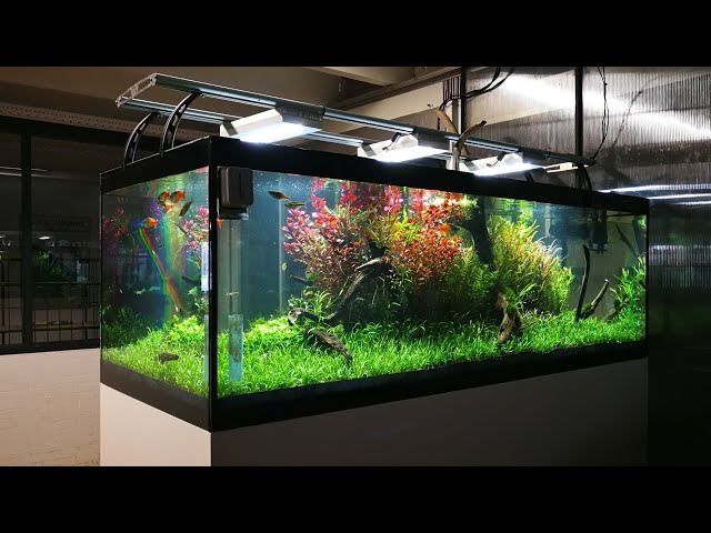 VLOG - 180cm (600L) Nature aquarium for exhibition