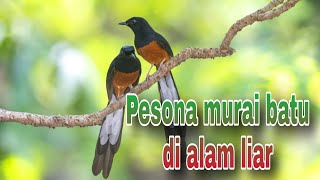 Download lagu Mengintip Habitat murai batu di alam liar mp3 Download lagu Mengintip Habitat murai batu di alam liar mp3