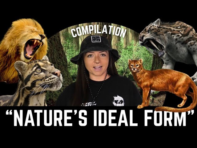 The History of Cats (That We Know Of) Compilation | Lindsay Nikole SDDEFAULT Thumbnail