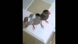文鳥　とりくんつぶさんとりくん