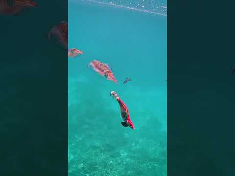 Squidding #squidgame #squid #squidfish #greatbarrierreef #ocean #popular