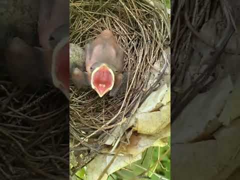 Baby Cardinal and Egg about to Hatch