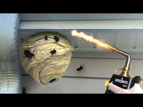 why did i burn this SPIDER nest..