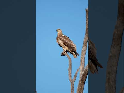 Juvenile White Bellied Sea Eagle