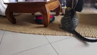 Illico (chat à adopter !) découvre le robot aspirateur