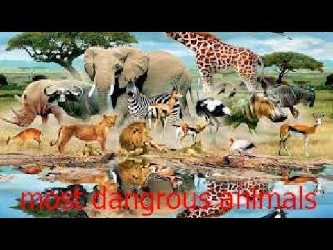 12 Dangerous Animals of The World in Urdu Hindi - tanzeel javed