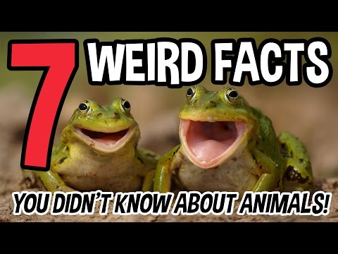 7 WEIRD FACTS You Didn't Know About Animals!
